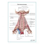 Лестничные мышцы плакат глянцевый А1+/А2+