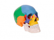 Анатомическая модель черепа цветная