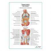 Колено, мышечно-связочный аппарат плакат глянцевый А1+/А2+