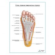 Стопа, строение поверхностного слоя плакат глянцевый А1+/А2+