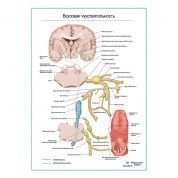 Нервы вкусовой чувствительности плакат глянцевый А1+/А2+