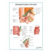 Желчный пузырь и протоки плакат глянцевый  А1/А2