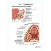 Язык, слюнные железы. Строение, расположение плакат глянцевый  А1+/А2+