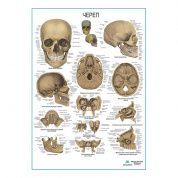 Череп человека, плакат глянцевый А1/А2