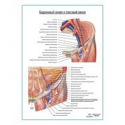 Бедренная канал и паховый канал плакат глянцевый А1+/А2+