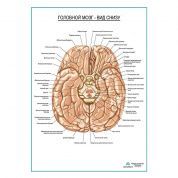 Головной мозг, вид снизу плакат глянцевый А1+/А2+