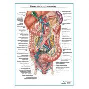 Вены толстого кишечника плакат глянцевый А1+/А2+