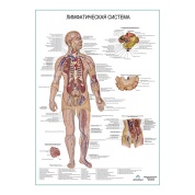 Лимфатическая система, плакат глянцевый А1/А2