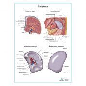 Селезенка плакат глянцевый А1+/А2+