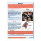 Бешенство медицинский плакат А1/A2