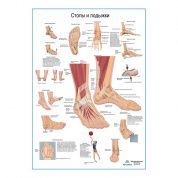 Стопы и лодыжки, плакат глянцевый А1/А2