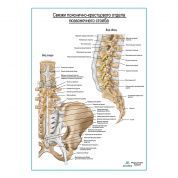 Связки пояснично-крестцового отдела плакат глянцевый А1+/А2+