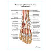 Мышцы тыльной поверхности стопы, глубокий слой плакат глянцевый А1+/А2+