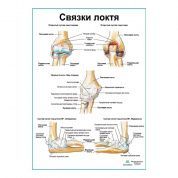 Связки локтя плакат глянцевый А1+/А2+