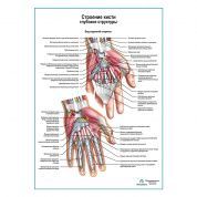 Строение кисти, ладонный разрез плакат глянцевый А1+/А2+