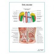 Почки на месте. Вид сзади, плакат глянцевый А1+/А2+
