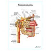 Автономные нервы головы плакат глянцевый А1+/А2+