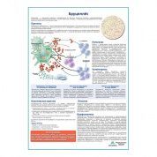 Бруцеллёз медицинский плакат А1/A2