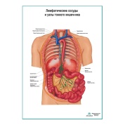 Лимфатические сосуды и узлы тонкого кишечника плакат глянцевый А1/А2