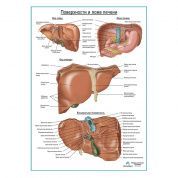 Поверхности и ложе печени плакат глянцевый  А1+/А2+
