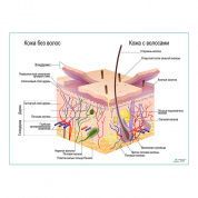 Строение кожи и волос, плакат глянцевый  А1/А2