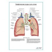 Лимфатические сосуды и узлы легких плакат глянцевый А1+/А2+