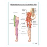 Бедренный нерв и боковой кожный нерв бедра плакат глянцевый А1+/А2+
