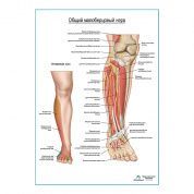 Общий малоберцовый нерв плакат глянцевый А1+/А2+