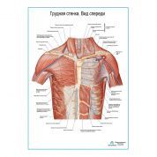 Грудная стенка. Вид спереди плакат глянцевый А1/А2