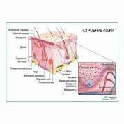 Строение кожи, плакат глянцевый  А1/А2