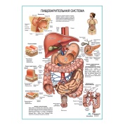 Пищеварительная система, плакат глянцевый  А1/А2