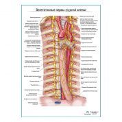 Автономные нервы грудной клетки плакат глянцевый А1+/А2+