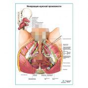 Нервы мужской промежности плакат глянцевый А1+/А2+