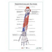 Прикрепление мышц руки. Вид спереди плакат глянцевый А1+/А2+