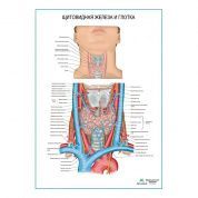 Щитовидная железа и глотка плакат глянцевый А1/А2