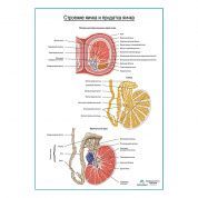 Строение яичка и придатка яичка плакат глянцевый А1+/А2+