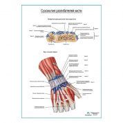 Сухожилия разгибателей кисти плакат глянцевый А1+/А2+