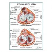 Клапанный аппарат сердца плакат глянцевый А1+/А2+