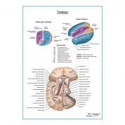 Таламус плакат глянцевый А1+/А2+