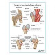 Кровоснабжение бедренной кости плакат глянцевый А1+/А2+