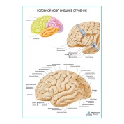 Головной мозг, внешнее строение плакат глянцевый А1/А2