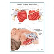 Мышцы - вращатели плеча плакат глянцевый А1/А2