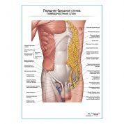 Мышцы живота. Поверхностный слой. Вид спереди плакат глянцевый А1+/А2+