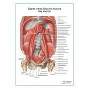 Задняя брюшная стенка. Вид изнутри плакат глянцевый А1+/А2+