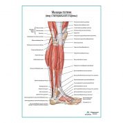 Мышцы голени и стопы, вид сбоку плакат глянцевый А1+/А2+