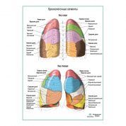 Бронхолегочные сегменты плакат глянцевый А1+/А2+
