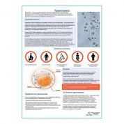 Урефплазмоз медицинский плакат А1/A2