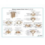 Шейные позвонки и их соединения плакат глянцевый А1+/А2+