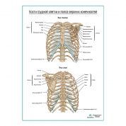 Кости грудной клетки плакат глянцевый А1+/А2+