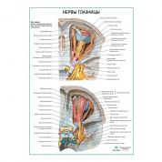 Нервы глазницы плакат глянцевый А1/А2